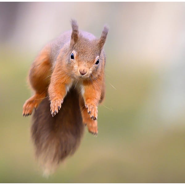 Best in Exhibition RED SQUIRREL JUMP by Lee Odell