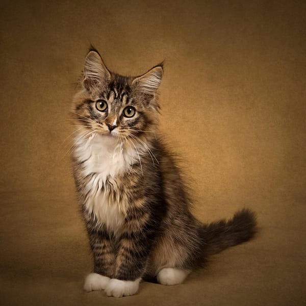 Best in Exhibition PURRFECTION by Katrina Wilson
