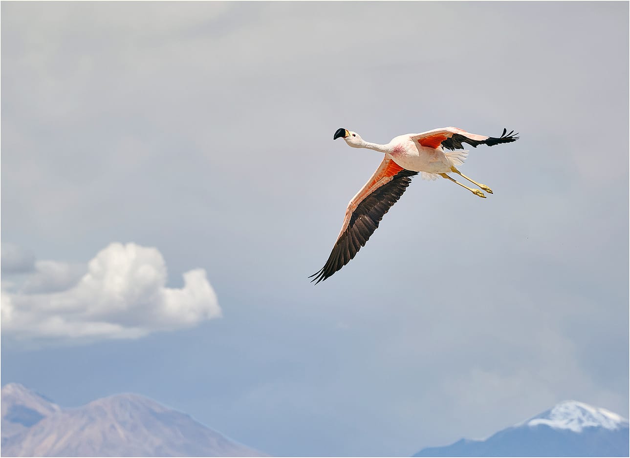 21 ELEGANCE ON THE WING by Richard Burn