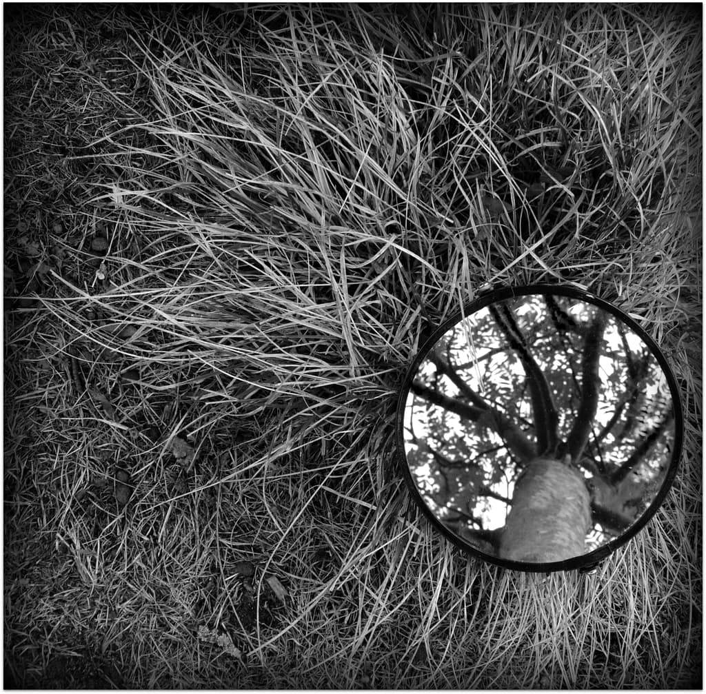 20 THE WAY THINGS GROW by David Pratt