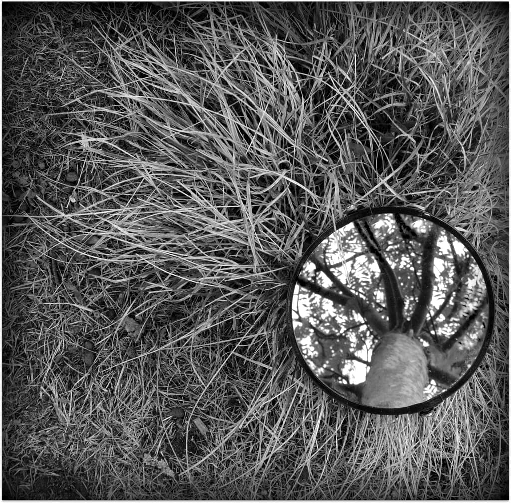 19 THE WAY THINGS GROW by David Pratt