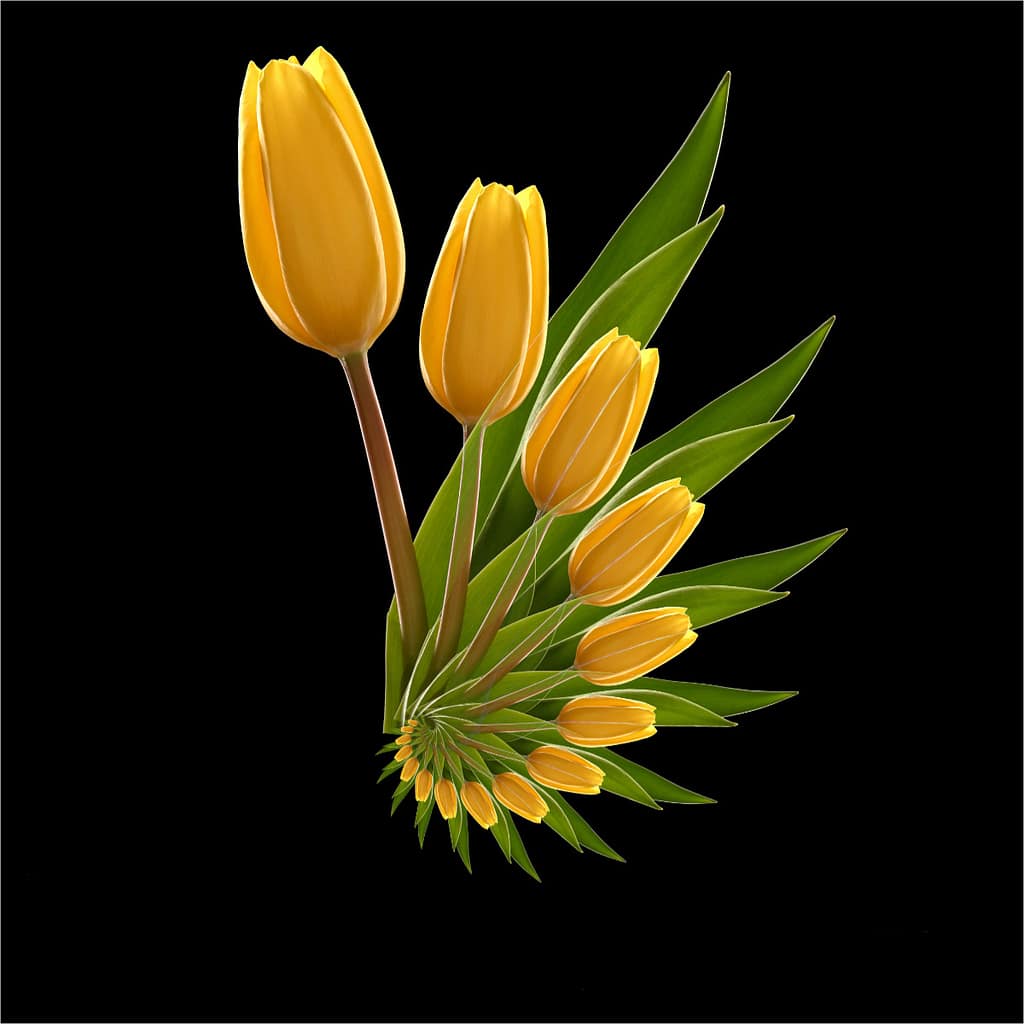 20 TULIP by Steve Jarvis