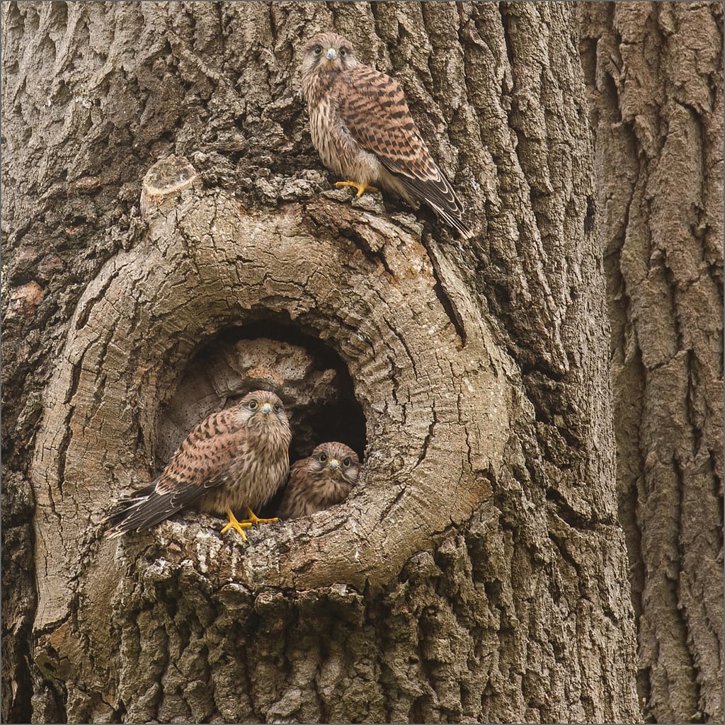 18 KESTRELS NEST by Gina Taylor