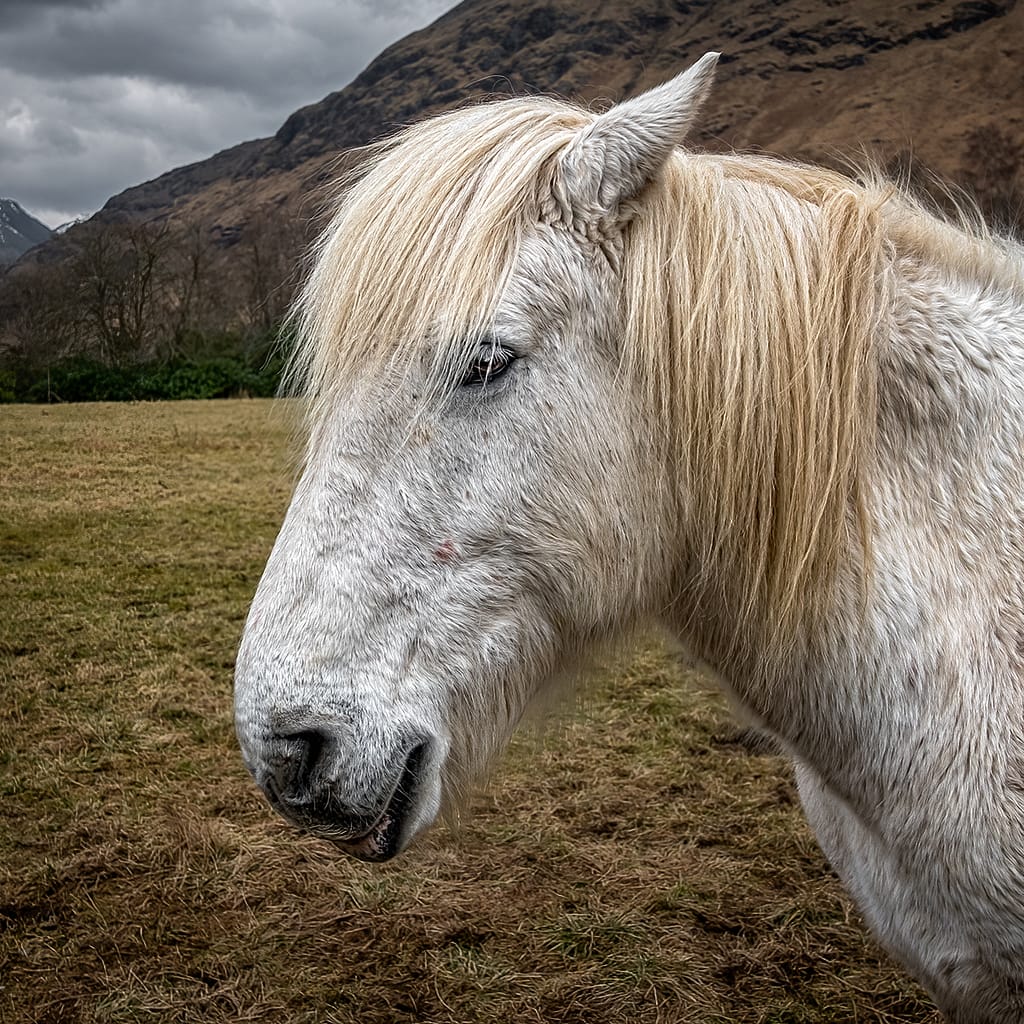 19 GLEN ETIVE PONY by Richard Burn