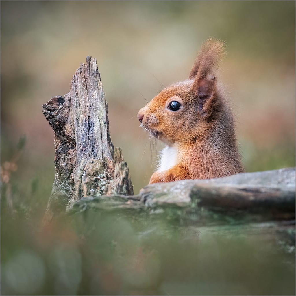 20 SQUIRREL PROFILE by Lee Odell