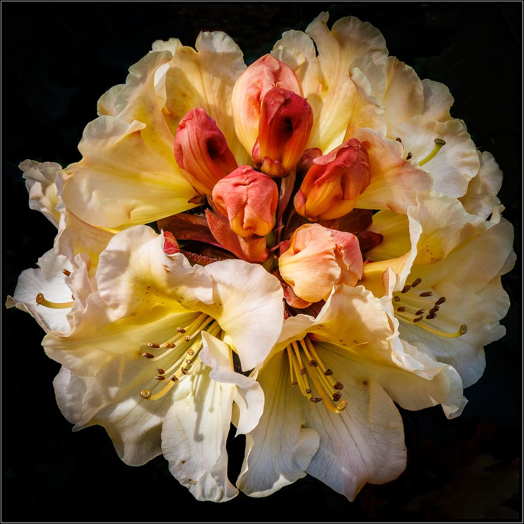 18 RHODODENDRON by Peter Rees