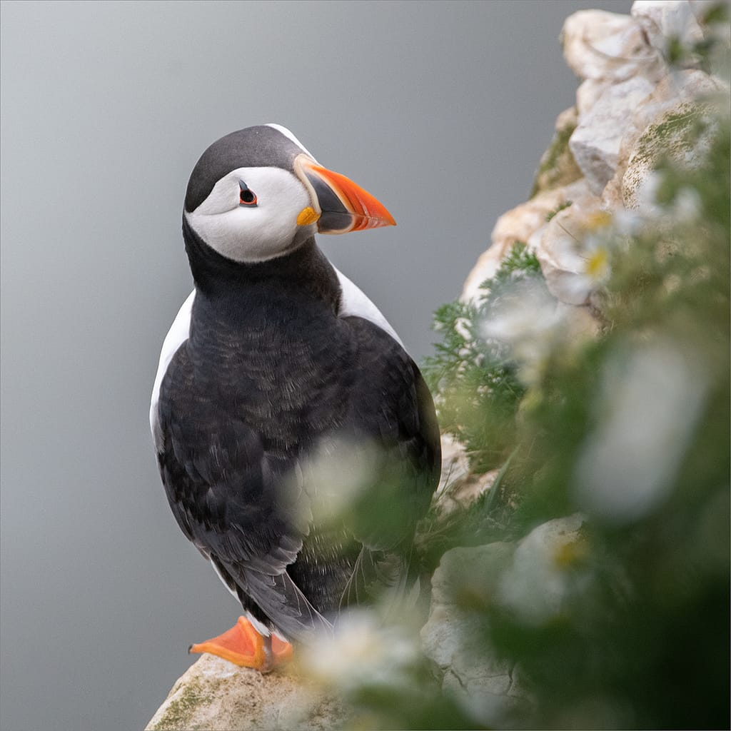 19 CLIFFSIDE PUFFIN by Lee Odell