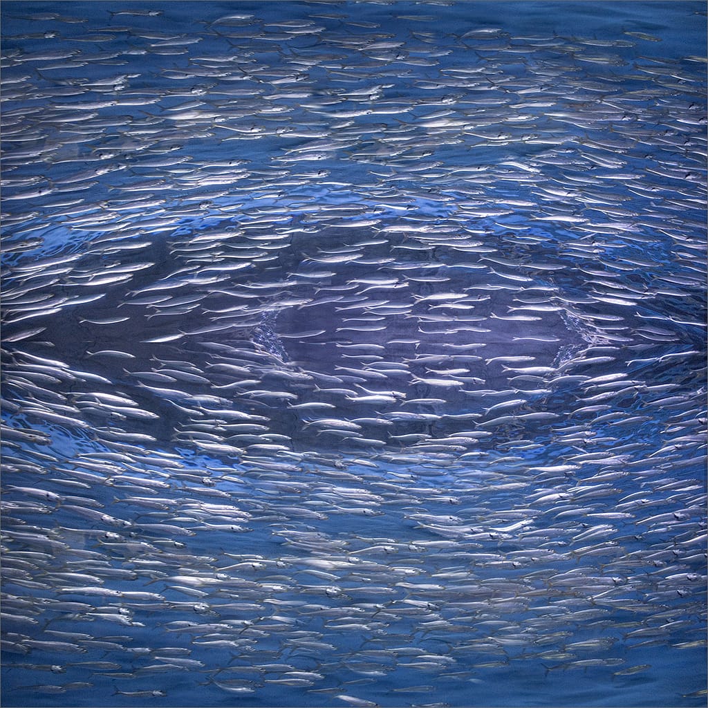 20 FISH EYE by Paul Wilson