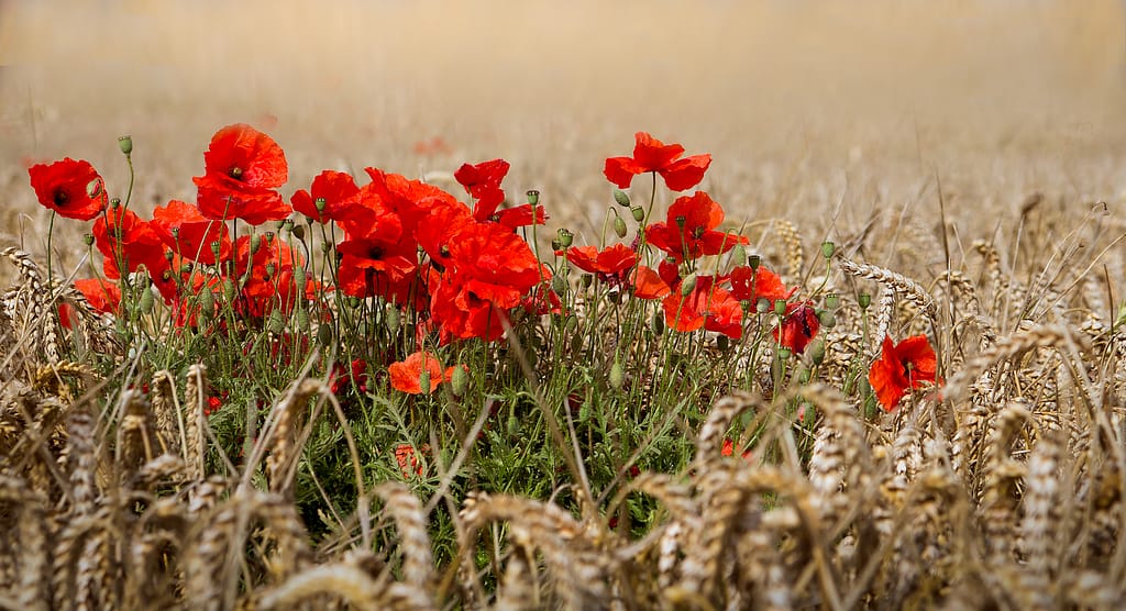 20 POPPIES IN A WHEAT FIELD by Roger Green