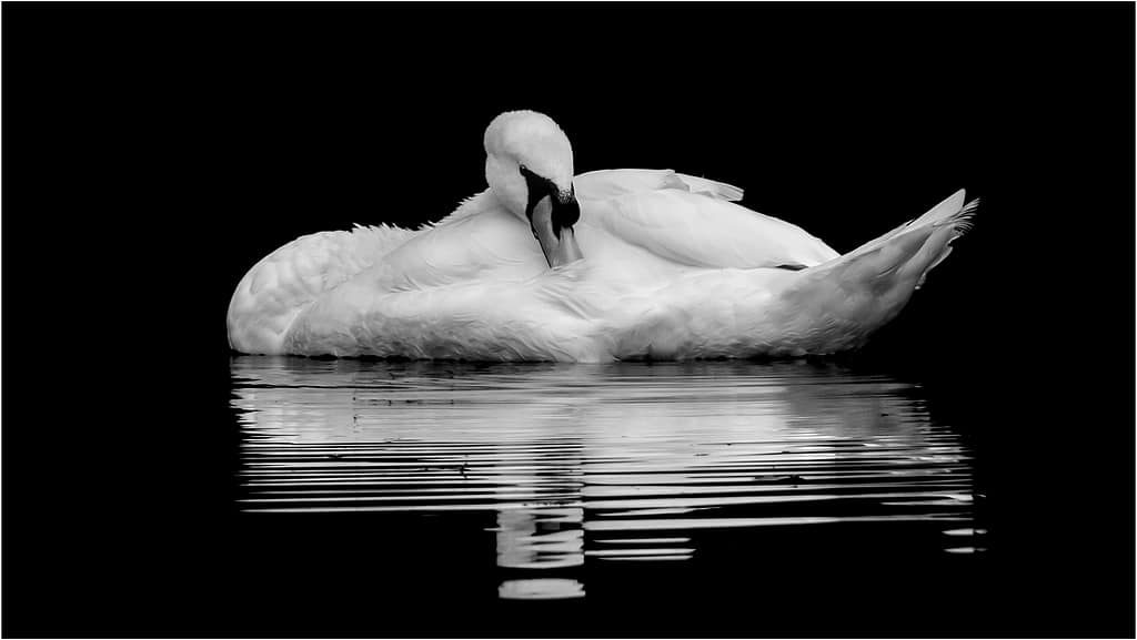 18 SWAN REFLECTION by Lee Odell