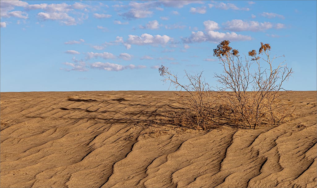19 A DESERT BUSH by Paul Wilson