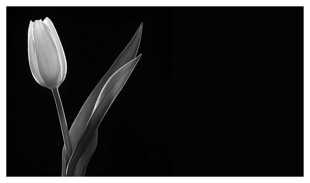 19 LONE TULIP by Steve Jarvis