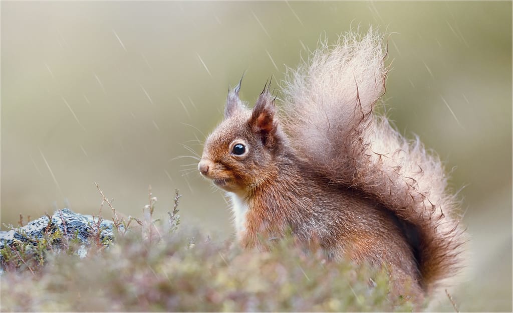 19 RAINDROPS KEEP FALLING by Jo Glenister