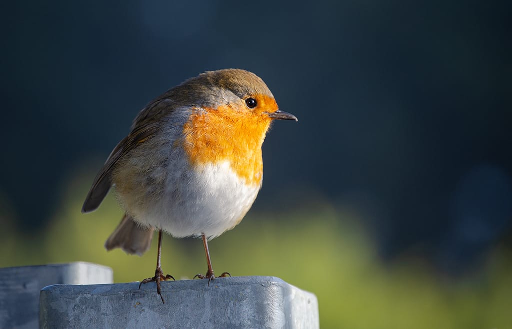 19 ROBIN IN SUNLIGHT by Helen Castle