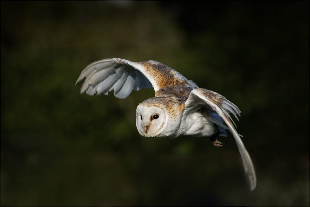18 BARN OWL by Roger Green