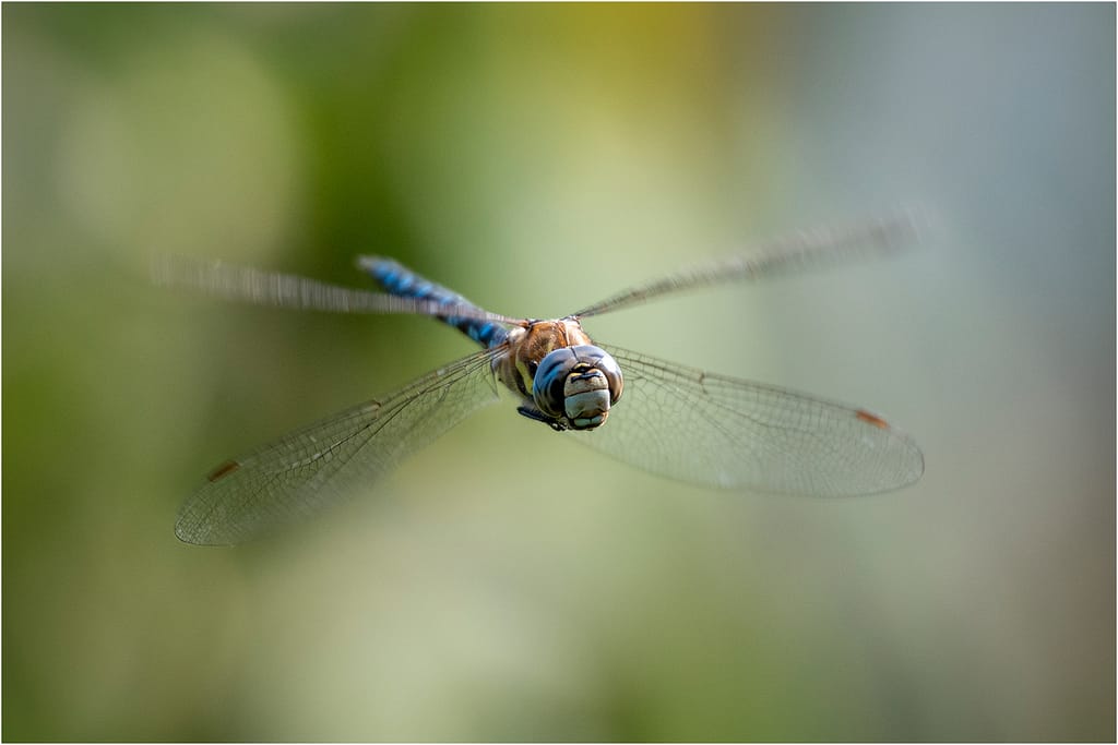 18 DRAGONFLY FLIGHT by Lee Odell