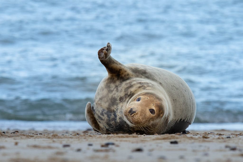 18 LONE SEAL by Katrina Wilson