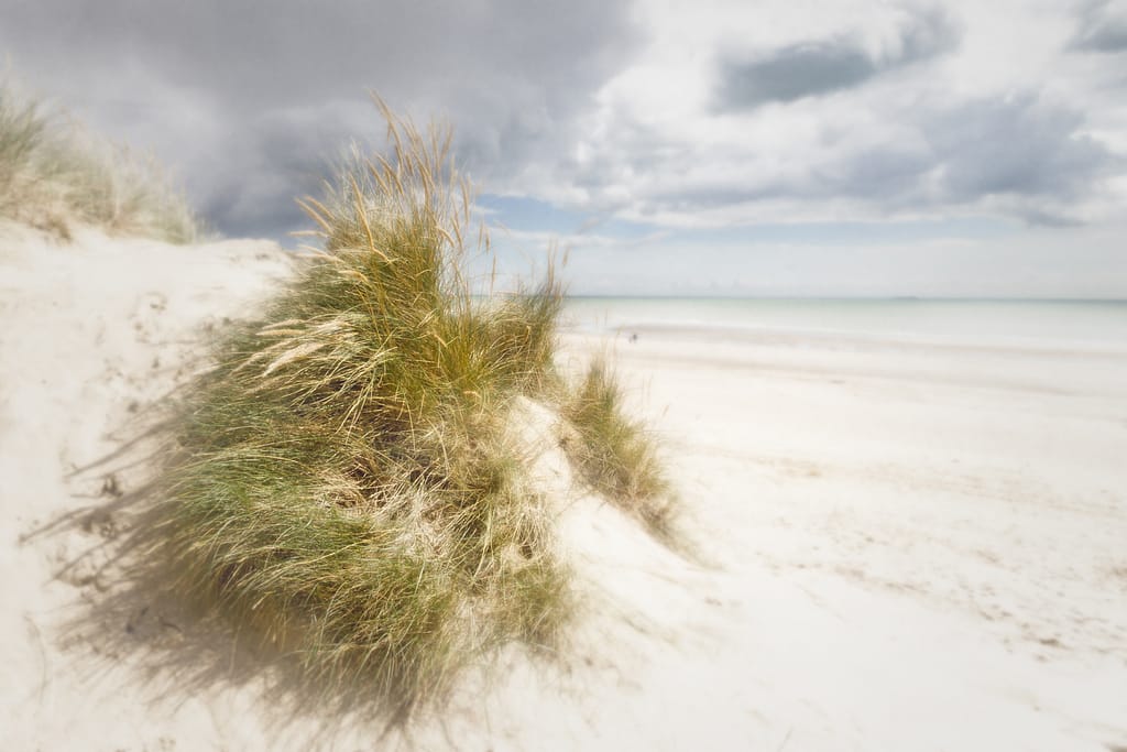 18 DUNE GRASS by Roger Green