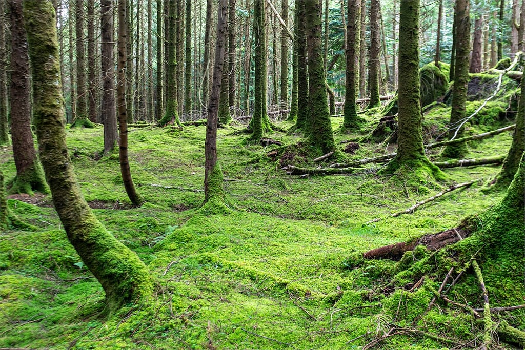 17 FORREST GREEN by David Knapp