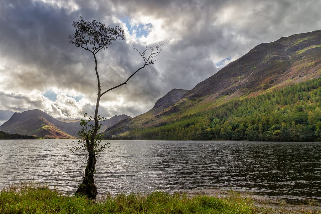 19 LONE TREE BUTTERMERE by Roger Green