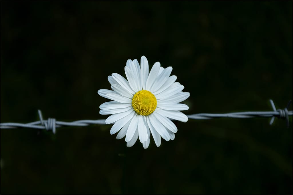 19 BARRIER by Paul Wilson