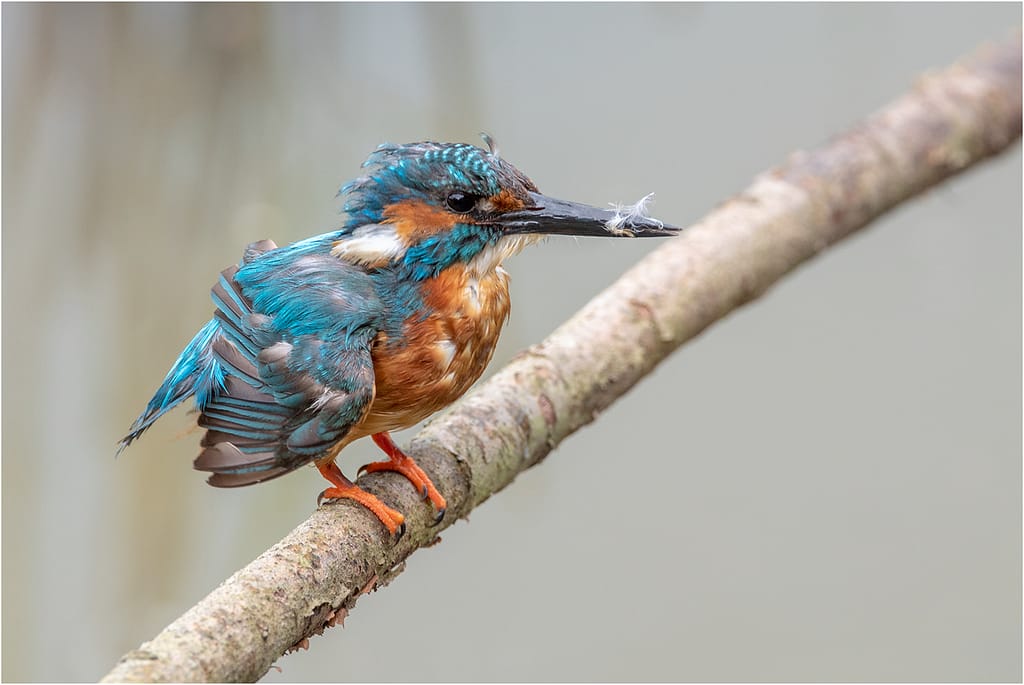 20 AFTER SWIM PREENING by Lee Odell