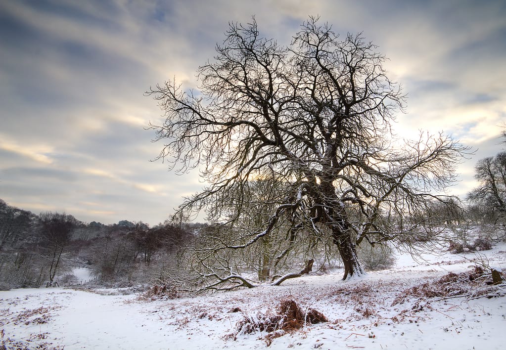 20 WINTER SLEEP by Roger Green