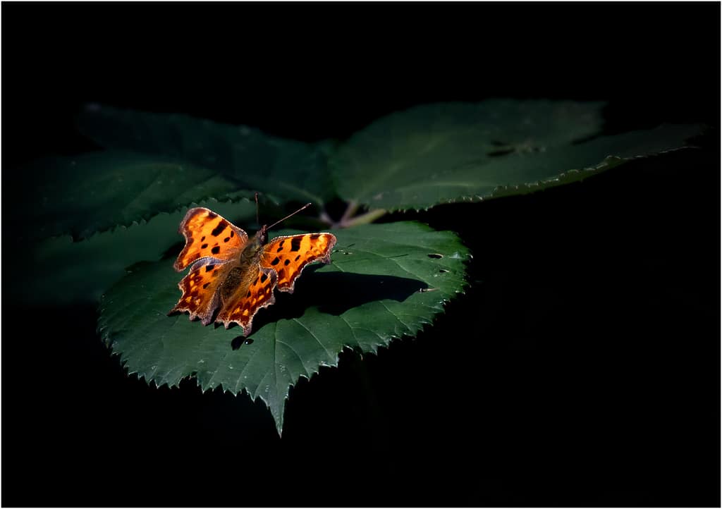 19 SUNLIT COMMA by Lee Odell