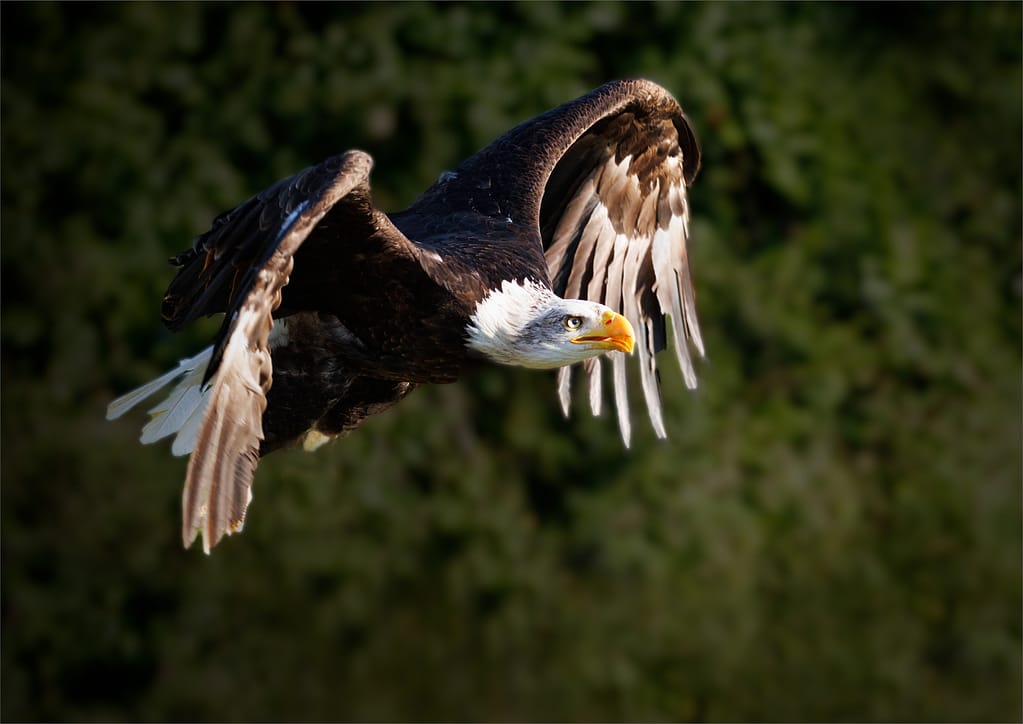 17 BALD EAGLE by Roger Green