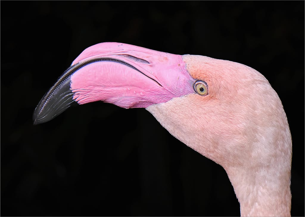 19 TWO SHADES OF FLAMINGO PINK by Richard Burn