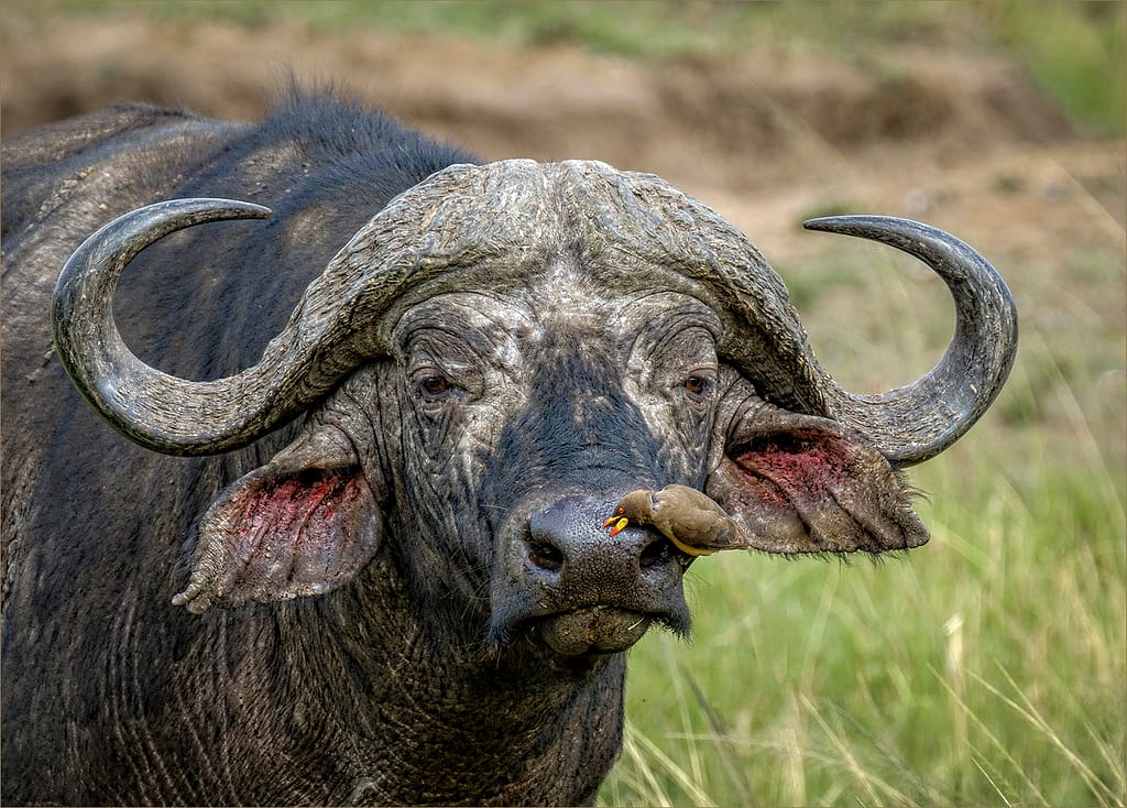20 BUFFALO AND FRIEND by Richard Burn