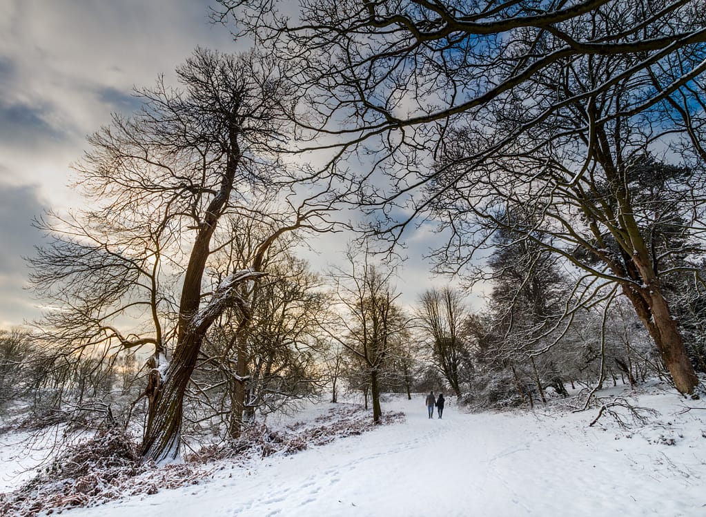 20 WINTER WALK by Roger Green
