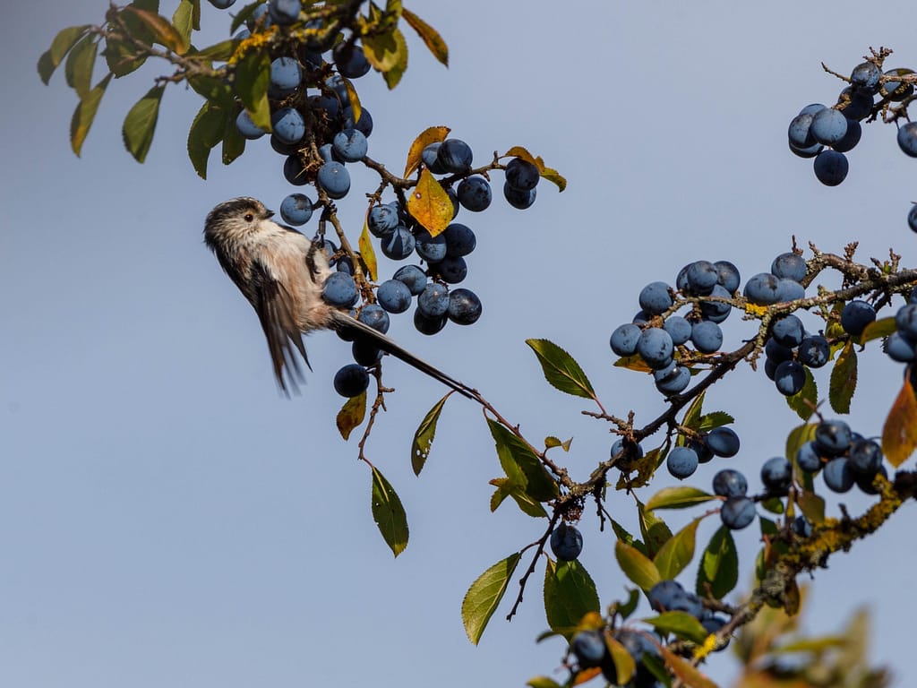 17 LONG TAILED TIT ON SLOW BERRIES by John Paul Thompson