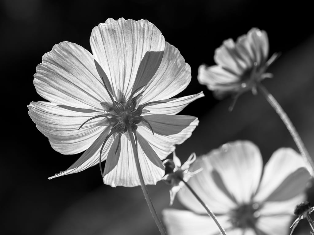 18 LOOKING UP AT THE COSMOS by John Paul Thompson