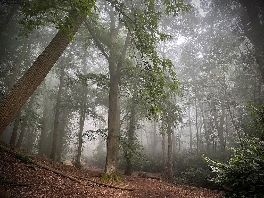 19 MISTY FOREST by Helen Castle
