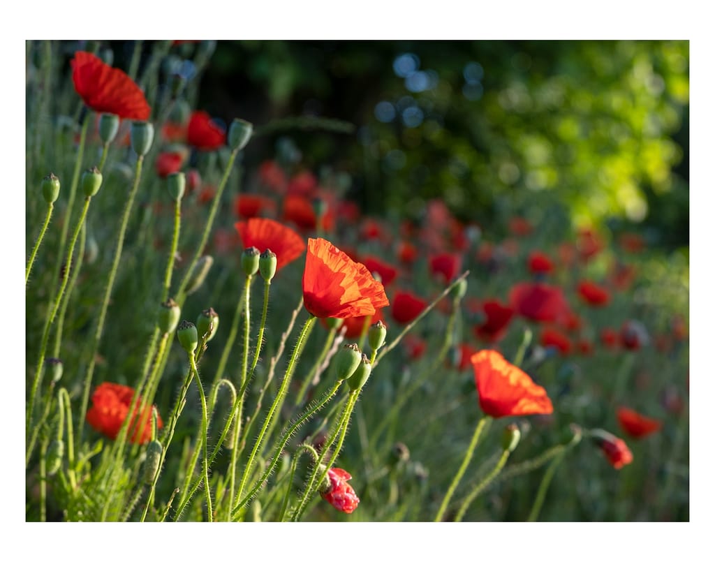 18 MORNING GLORY by Richard Burt