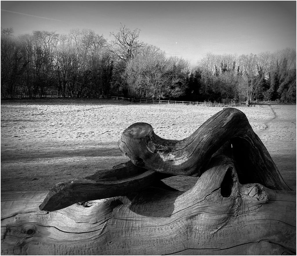 18 TREE HUGGER by David Pratt