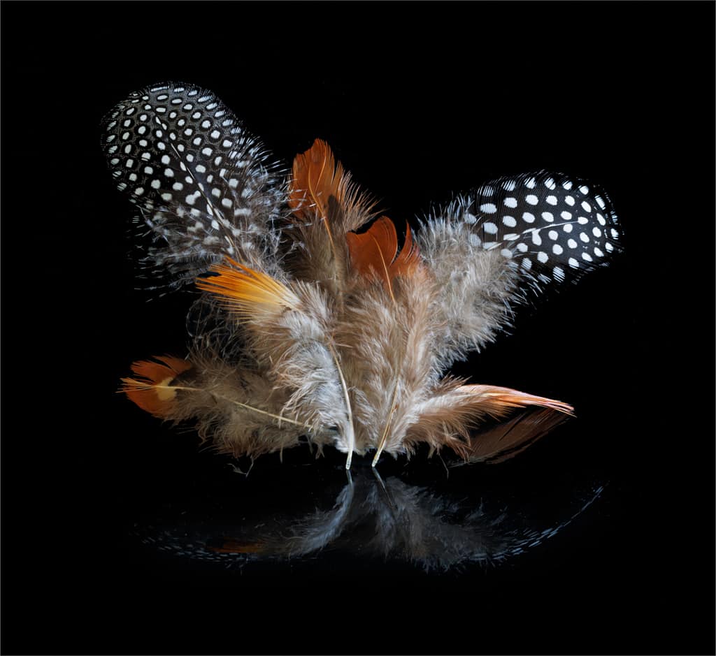 18 FEATHERS by Roger Green