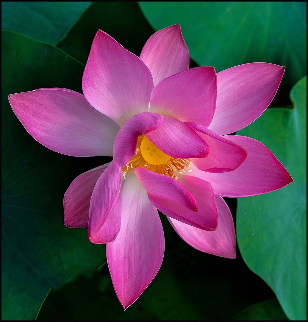 Highly Commended LILY THE PINK by Jan Clark