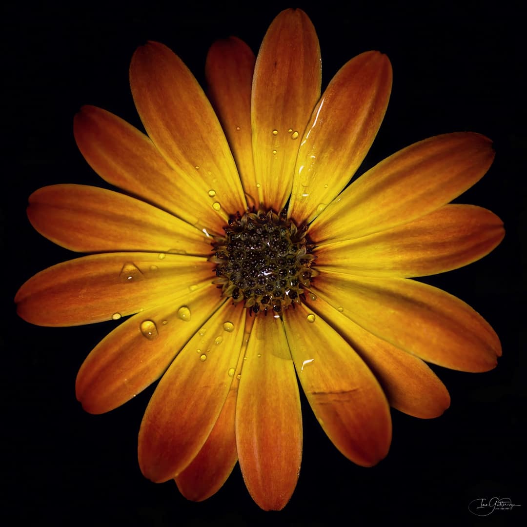 Commended CALM by Ian Gutteridge