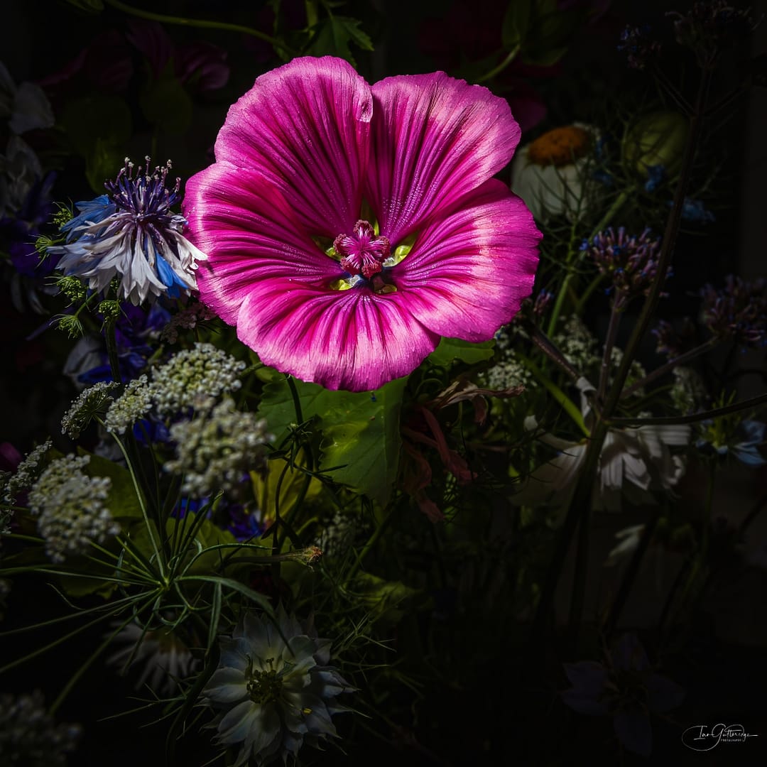 Commended DAWN by Ian Gutteridge