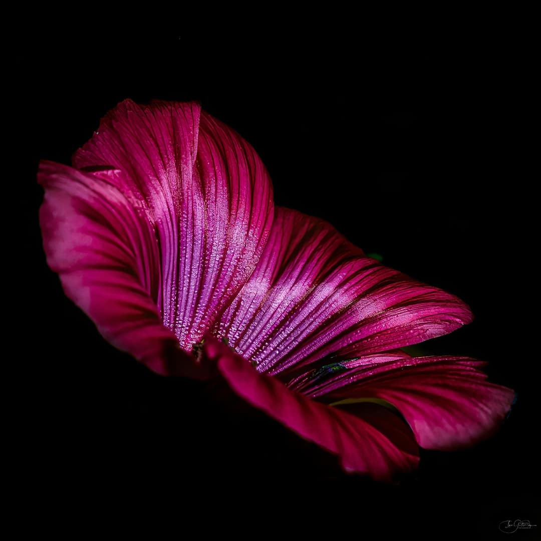 Commended PERFECTION by Ian Gutteridge