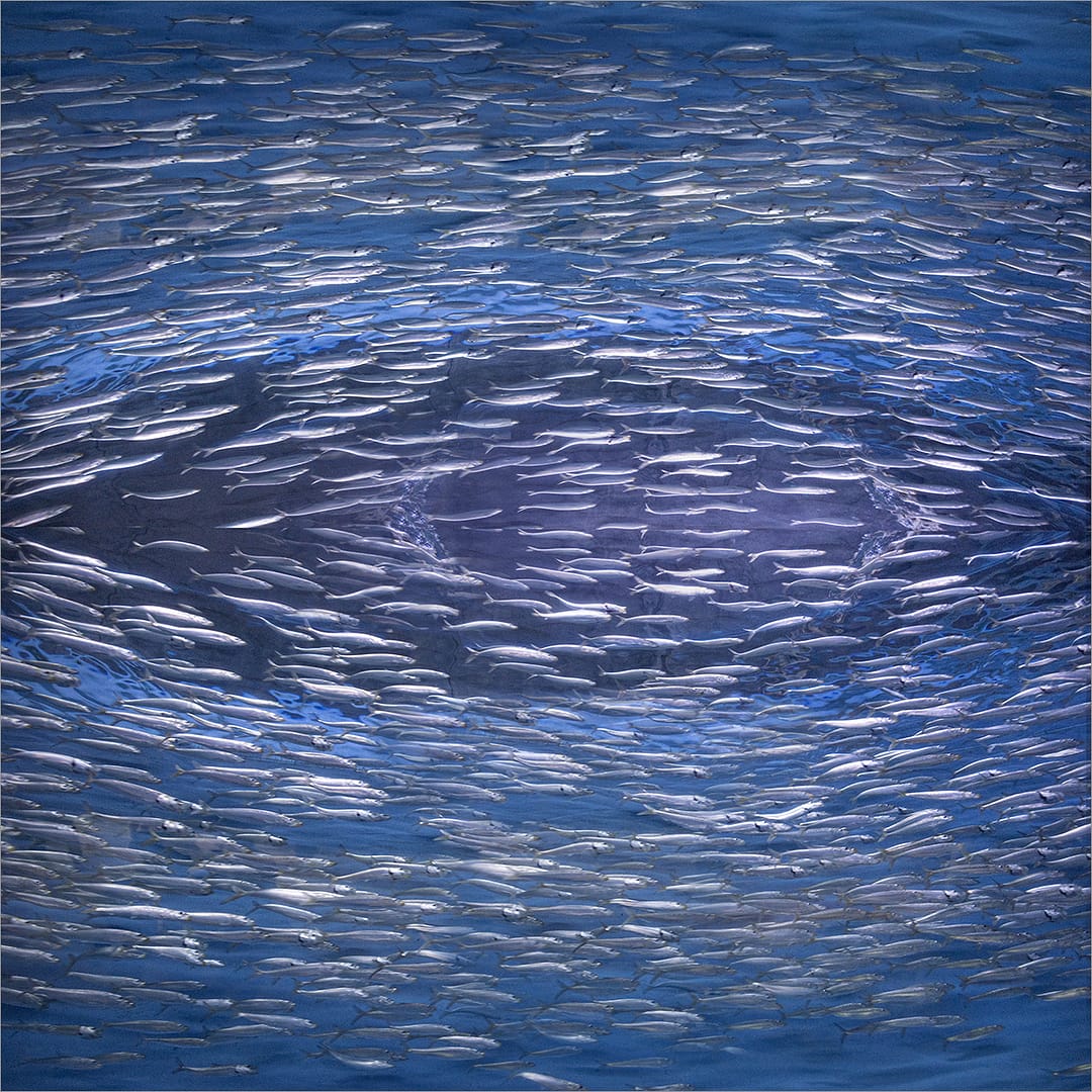 Highly Commended FISH EYE by Paul Wilson