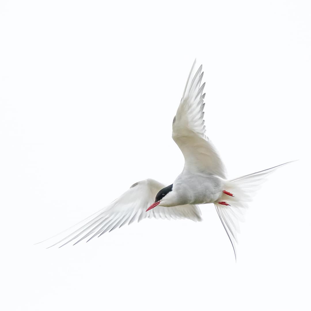 19 ARCTIC TERN IN FLIGHT by Jane D'Souza