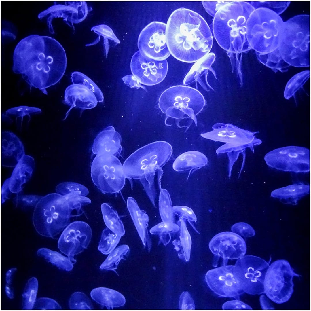 19 JELLYFISH by Phil Nichols