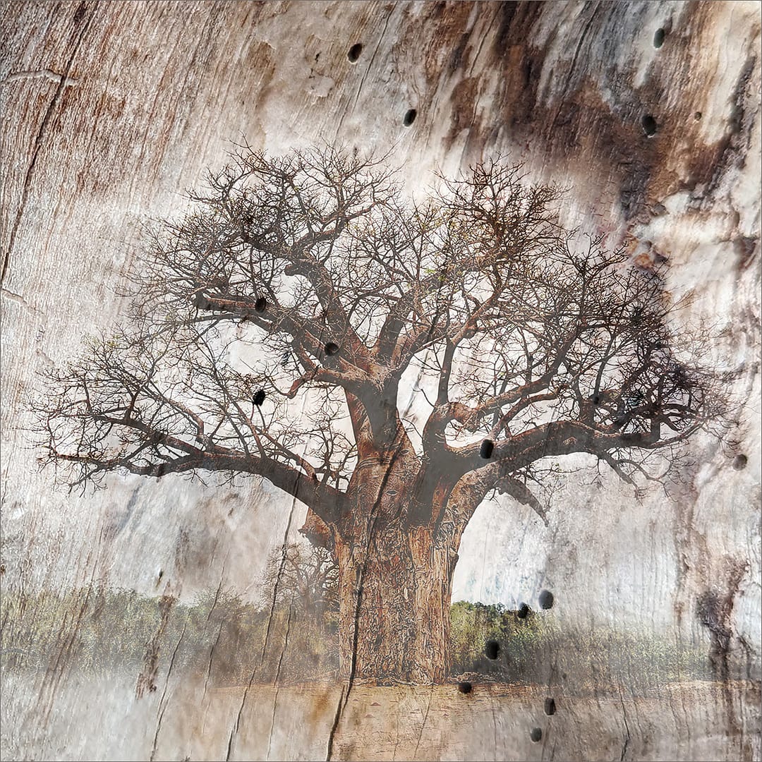 20 BAOBAB by Belinda Wilson