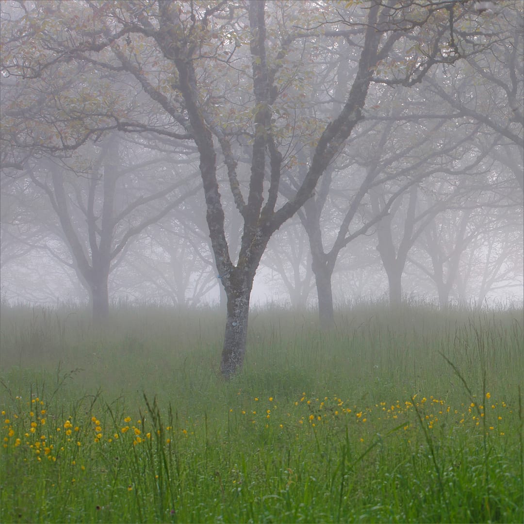 21 MISTY MORNING IN THE WALNUT GROVE by Gina Taylor