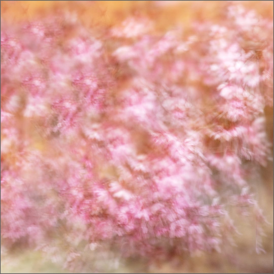 18 PINK HAZE by Belinda Wilson