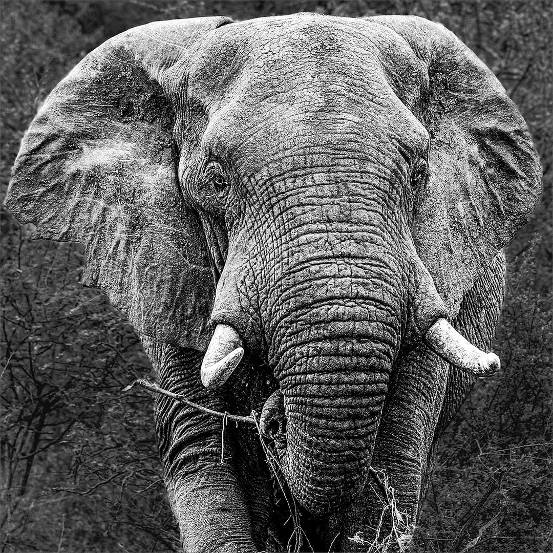 18 THE GIANT by Paul Wilson