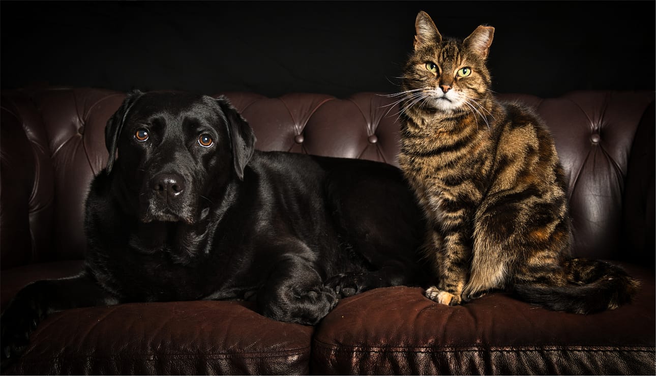 21 BEST FRIENDS by Steve Jarvis